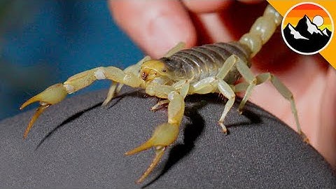 Will this Scorpion Sting Me?!