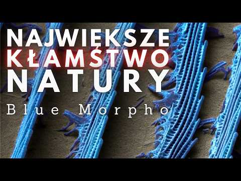 Nature's Greatest Lie: The BLUE MORPHO Butterfly in an Electron Microscope