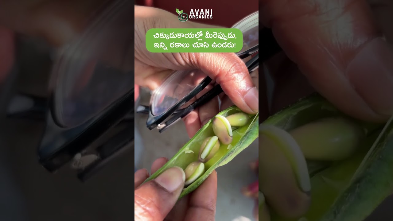 Transform Your Balcony into a Green Paradise! 🌿  #avaniorganics #farming
