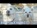 Им нужна срочная помощь  Давайте спасать вместе!