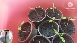 زراعة بذور البندوره الكرزيه