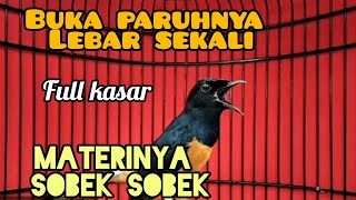 Tembakan murai batu full kasar nagen buka paruh