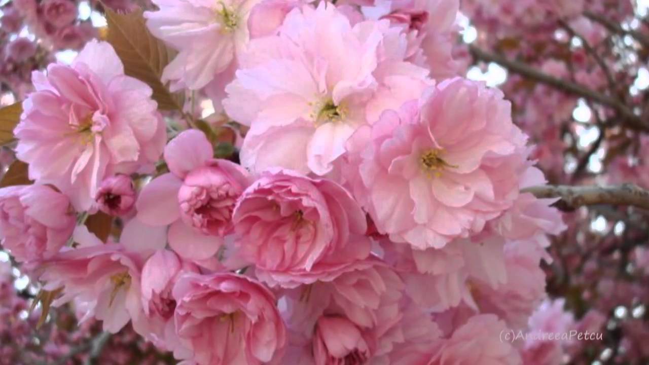 CHAD LAWSON - Will(Relaxing , soothing music) - YouTube