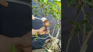 Multiplying plants using recycled bottles.🌳‼️#asmr #bonsai #bonsaitree #garden #gardening #plants