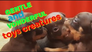 Funny puppies video. Gentle and vonderful toys creatures of mom Lyusiya.