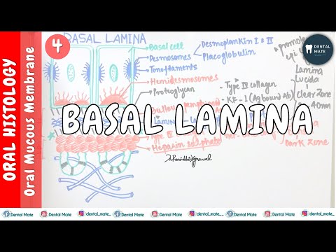 Basal Lamina | Basement Membrane | Oral Mucous Membrane | Dr Paridhi Agrawal