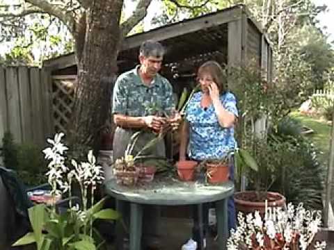 Orchid Care: Phalaenopsis Orchid Care 
