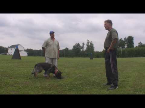 Etta :: Bernhard Flinks Schutzhund Seminar :: Obed...