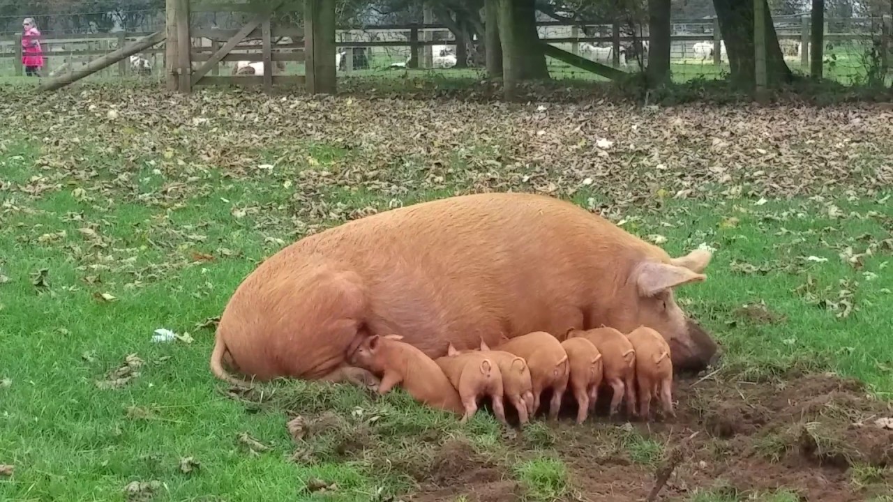 Смешные свинки видео. Свинья. Поросенок. Смешные поросята.