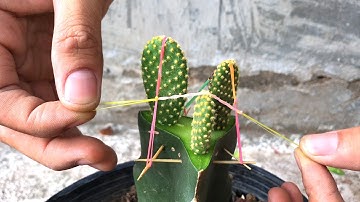 Match 3 cacti branches with dragon fruit | How to pair cactus with dragon fruit