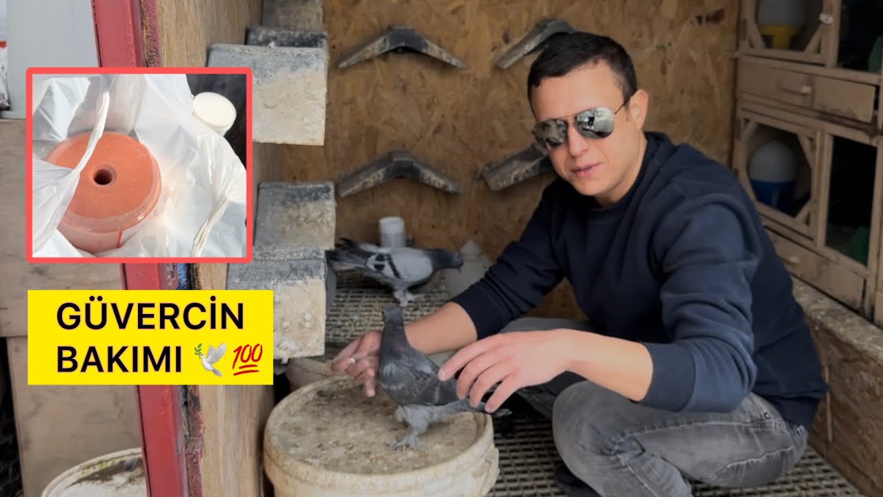 KUŞLARA MALZEMELER ALDIK - BALKONDAKİ BEYAZ YAVRULAR - Taklacı Güvercin Oyunkuşu