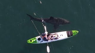 Kayak Shark Encounter with drone footage.