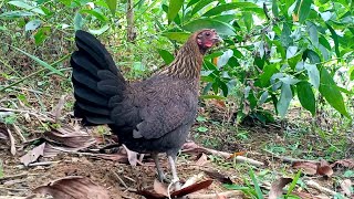 Tiếng gà mái rừng cục tác trống chuẩn nhất | Hoàng Thắng
