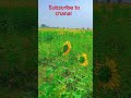 Beautiful village life field of Sunflower #clip