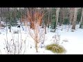 Winter Standout Japanese Maple | Acer Palmatum ‘Bihou’ Complete Guide