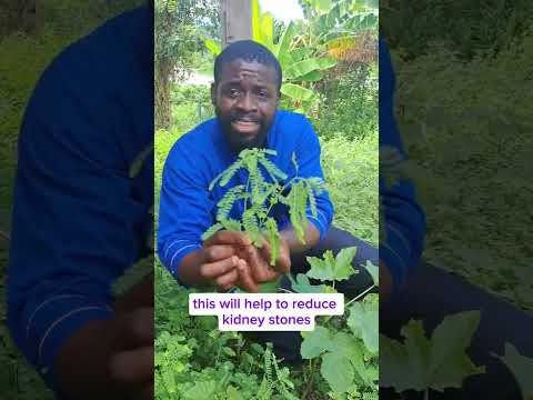 كيفية صنع شاي تشانكا بيدرا نصائح صحية