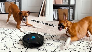 Dog vs Vacuum 🥊🤪 Funny Boxer Reacts To Robot Vacuum by Roxie Boxie 910 views 1 year ago 1 minute, 58 seconds
