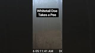 Whitetail Doe Takes a Pee on GardePro Trail Camera