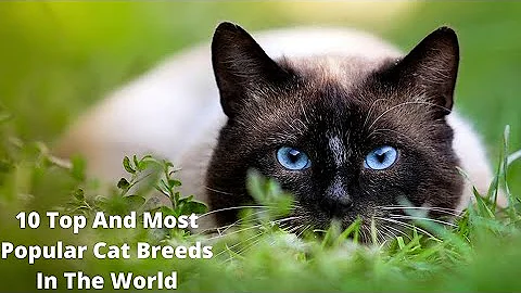 Video 5829641: shorthair cat breed, european shorthair cat, domestic shorthair cat, popular cat breeds, balinese cat breed, somali cat breed, cat breed animals