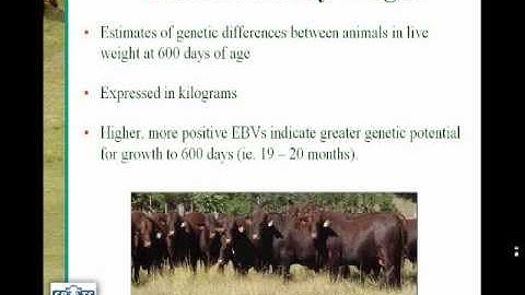 Breedplan - The WeightTraits