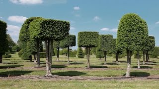 Urban growth: Solitair tree nursery, Belgium