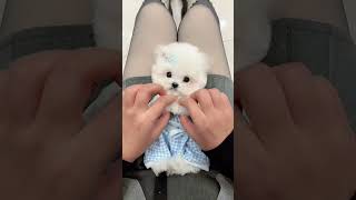 Whose Dream Dog Is This Obediently Dressed Bichon Frize? It Really Looks Like A Baby And Is So Ador