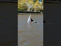Skutsje Sneker Pan at madestein in stormy weather #rc-sailing  #modelsailboat #madestein #hmbc