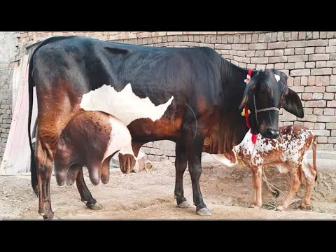 Cholstani Frzian Cross Cow For Sale (03005104051)YouTube. 30-72026