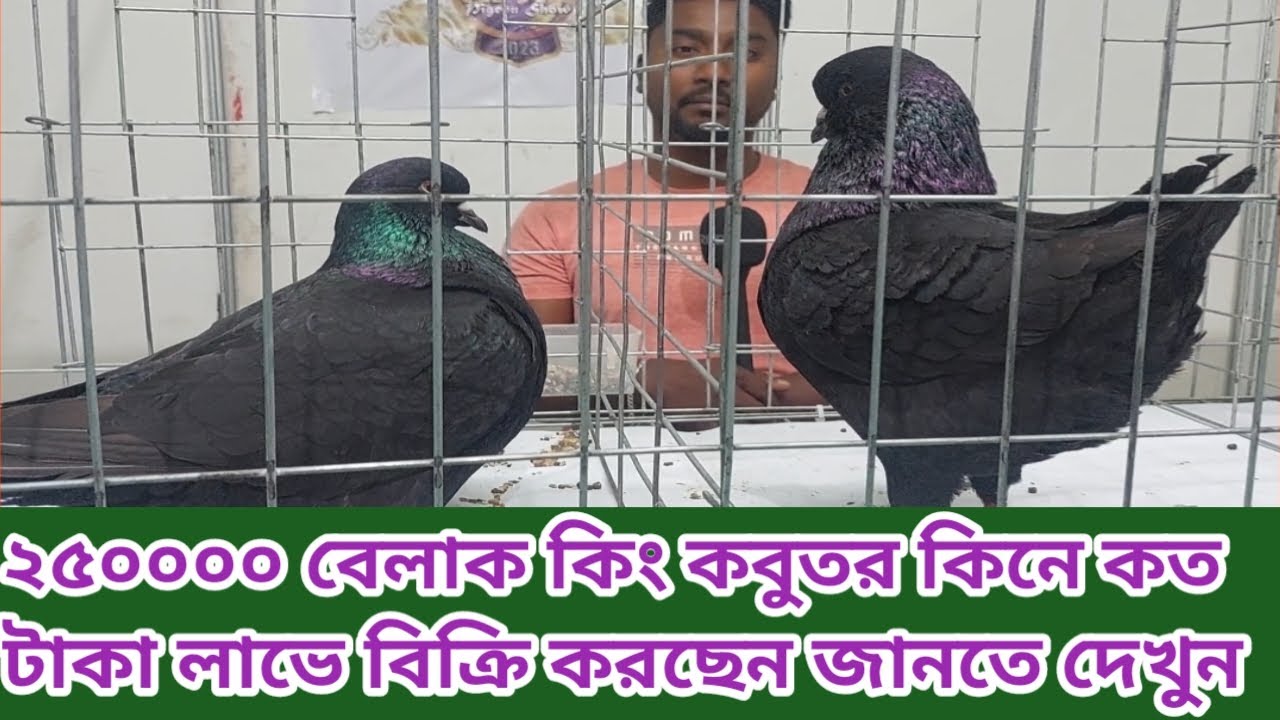 উন্নত জাতের কিং কবুতর বাজার মূল্য 2 লক্ষ 50 হাজার black king pigeon