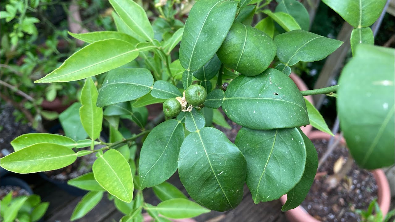 果樹 utabe.f Yuzu citrus early June update, we have potential fruit set