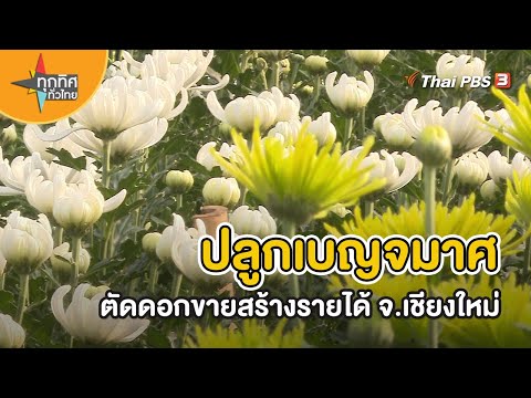 วีดีโอ: เปลี่ยนดอกเบญจมาศ - เมื่อไหร่และอย่างไรที่จะปลูกพืชเหมือนแม่