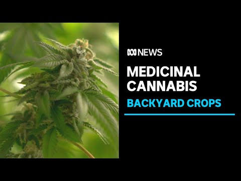 Backyard medicinal cannabis crops eyed for university study | abc news