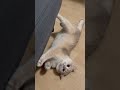 Cute Cat Video- Sevimli Komik Kedi Video