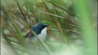 Siberian blue robin Song