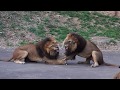 喧嘩するほど仲がいい？？　The more you fight, the better you get along　Lion(ライオン)　多摩動物公園