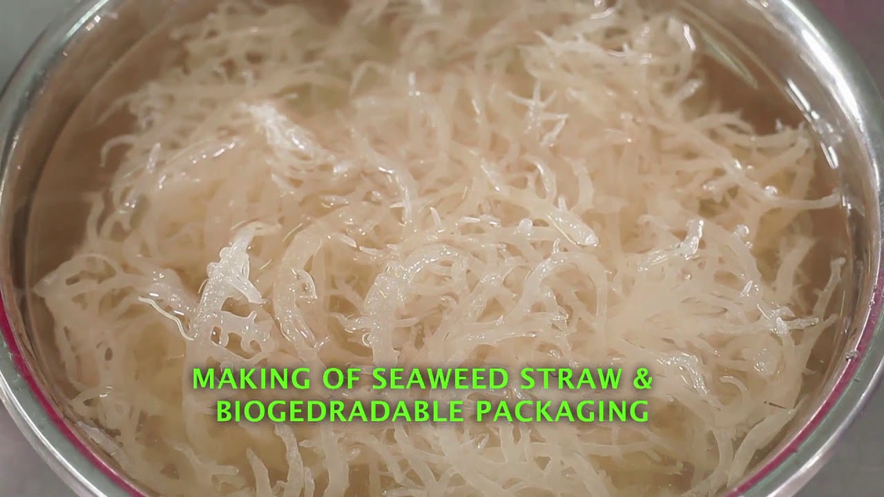 Seaweed Straw dan Kemasan Biodegradable (English version) YouTube
