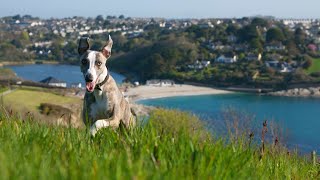 Introducing Your Whippet to Small Animals: Tips and Advice