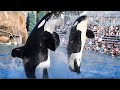 Orca Encounter (Full Show) - SeaWorld San Diego - August 27, 2023