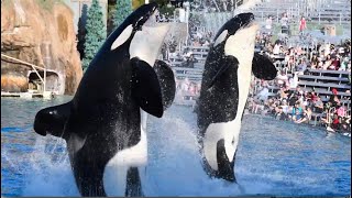 Orca Encounter (Full Show) - SeaWorld San Diego - August 27, 2023