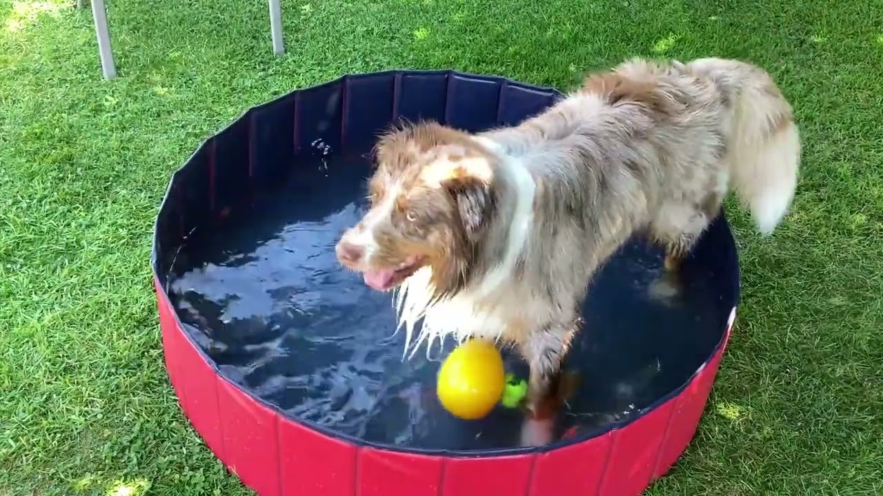 Awesome dog having a blast with his toys in the water YouTube