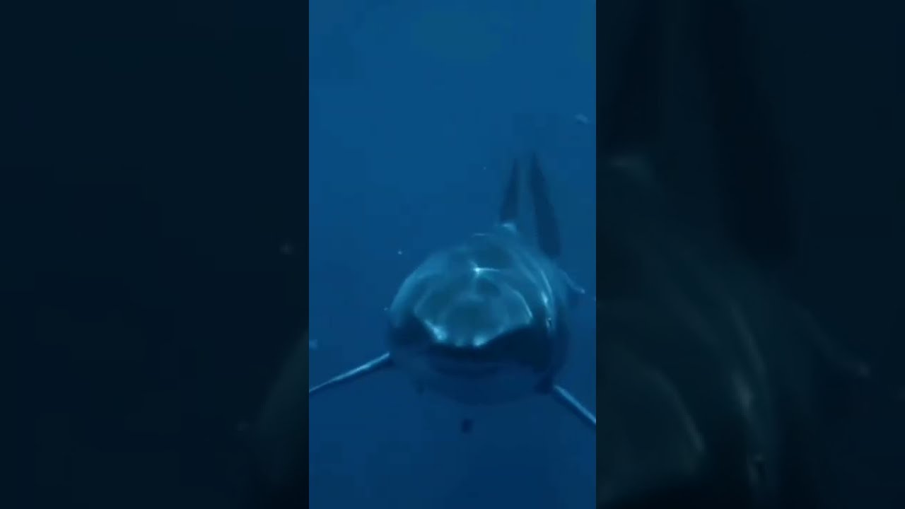 Victor jump from bride 😂😂 Shark 🦈 