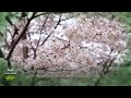 الحور العين الجنة