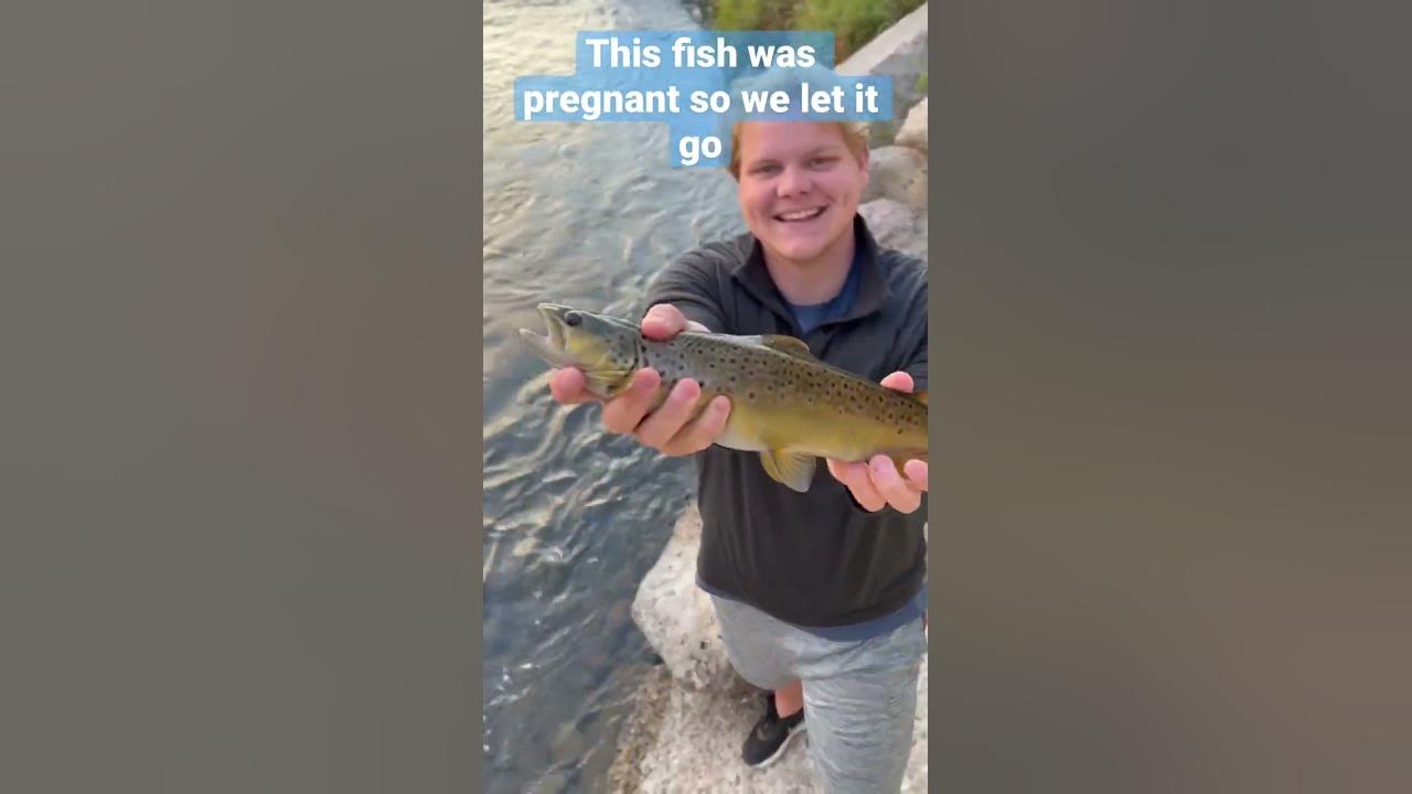 We caught a pregnant brown trout! viralshorts idaho fishing fyp 