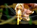 Yellow dragonfly on pink flowering geranium shrub