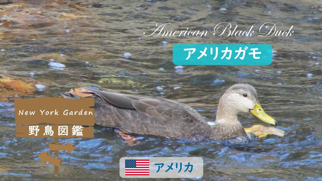 野鳥図鑑：American Black Duck (アメリカガモ) - YouTube