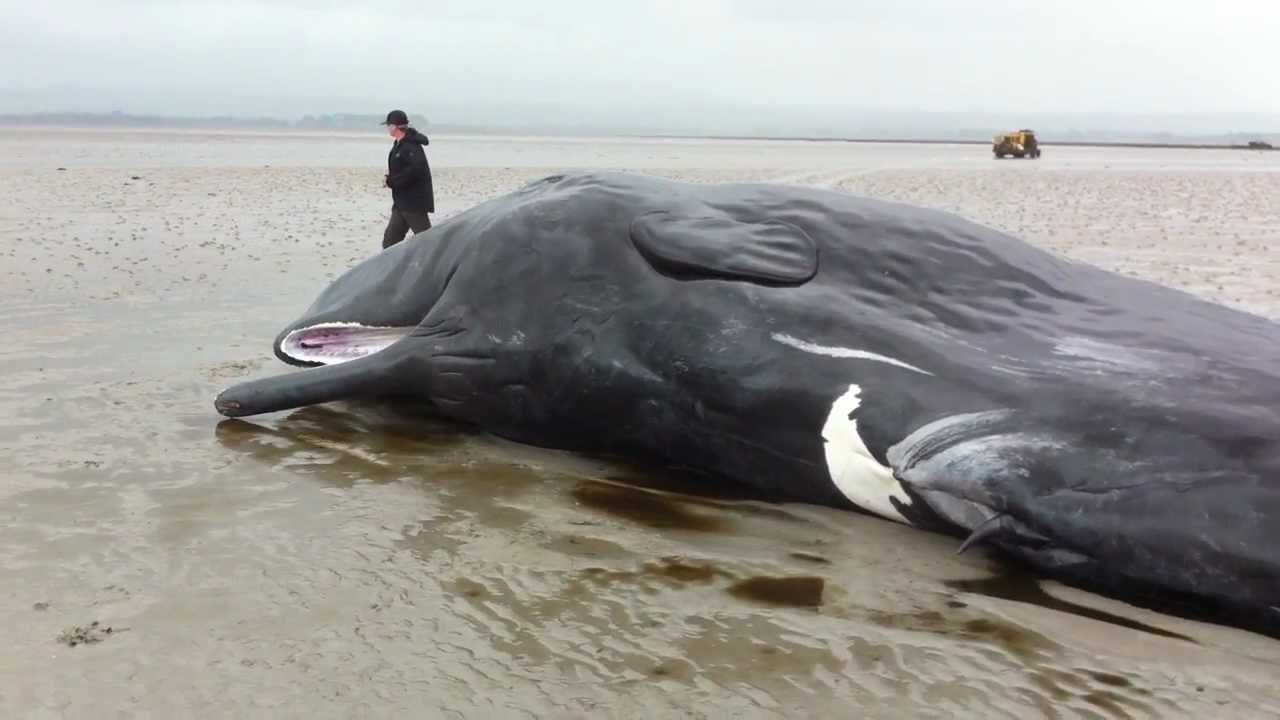 Stranded Sperm Whale, An Connigear, An Rinn, Co Port Láirge - YouTube