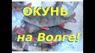 Окунь со льда на Волге!