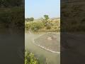 Catch a big fish by castnet fishing from the river side. #shorts #fishing #fishinglife #fishingvideo