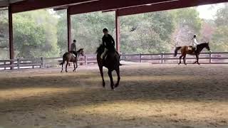 2022 Schooling Flat no stirrups