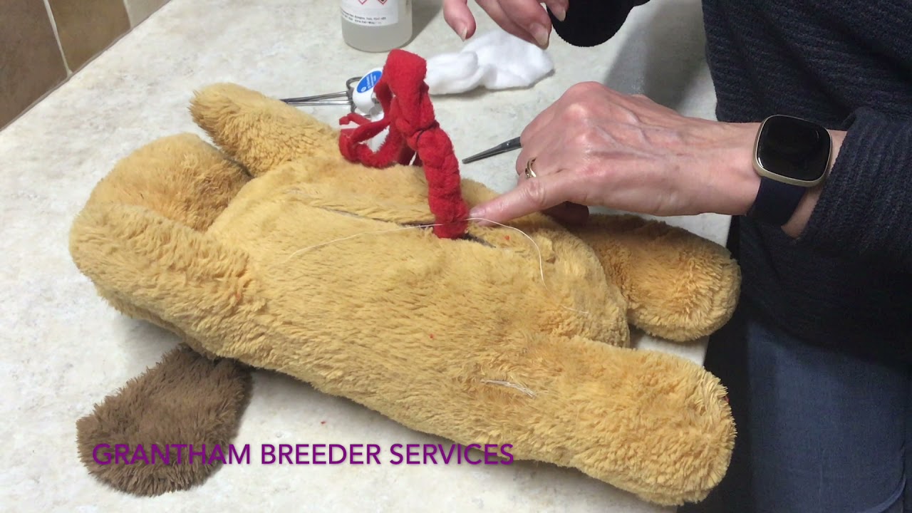 Как перевязать пуповину новорожденному щенку.